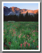 Springs blossoms in the Albion Basin below the peaks of Little Cottonwood Canyon in Utah.