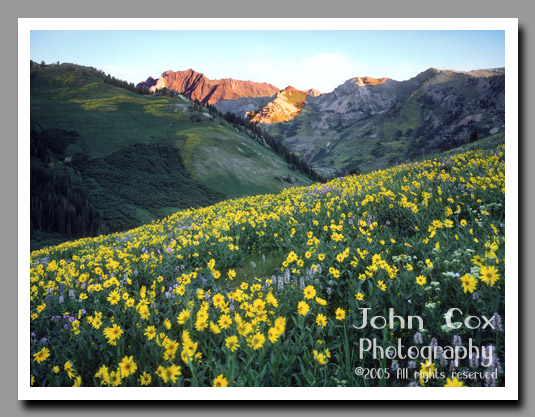 Sunflowers dot the hills of the Albion Basin in Little Cottonwood Canyon, Utah.