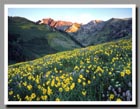 Sunflowers dot the hills of the Albion Basin in Little Cottonwood Canyon, Utah.