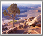 A lone tree stands watch as the rising sun lights up the Island in the Sky District of the Canyonlands.