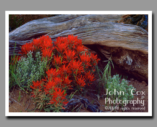 Indian paintbrush in Arches National Park, Utah.