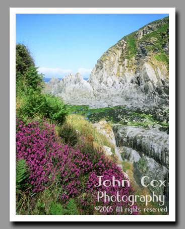 Purple blossoms grace the white walls of Lee in Devon, England.