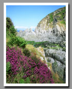 Purple blossoms grace the white walls of Lee in Devon, England.