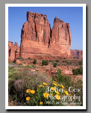 Wildflowers bloom in front of the Organ, Arches National Park, Utah