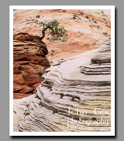 A lone tree grows from a pink soundstone mound in Zion National Park, Utah.