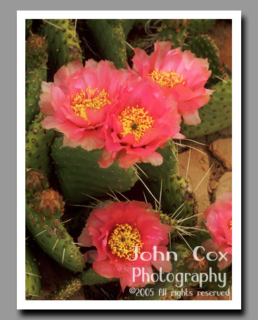 Pink blossoms of the Pink Cliff Prickly Pear Cactus light up the desert floor in Zion National Park, Utah.