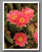 Pink blossoms of the Pink Cliff Prickly Pear Cactus light up the desert floor in Zion National Park, Utah.