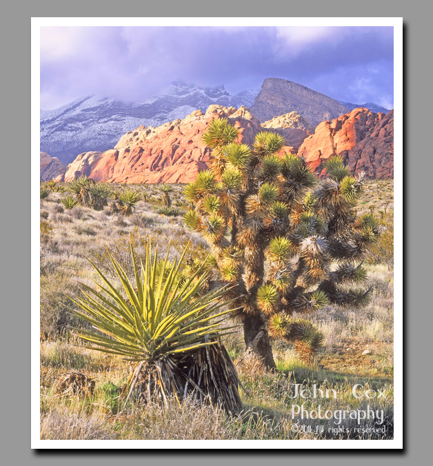 Pink cliffs of Red Rock Canyon stand in stark contrast to the snow covered mountains in the distance.