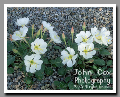 White Tufted Evening Primrose, Arches National Park, Utah
