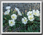 Evening Primrose, Zion National Park