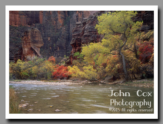 Fall colors on the Virgin River, Temple of Sinawava, Zion National Park