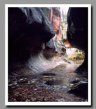 The Left Fork of North Creek flows through the subway-like narrows of the Subway in Zion National Park, Utah.