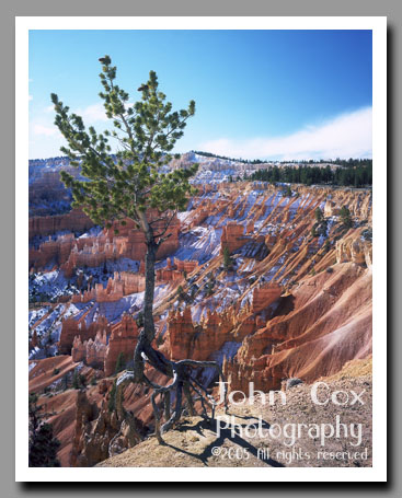 A lone tree stands over the colorful hoodoos below Sunrise Point in Bryce Canyon National Park in Utah.