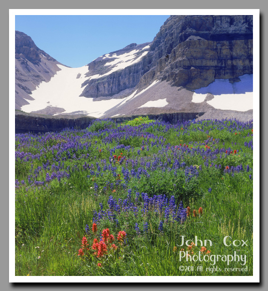 Bright alpine flowers below the Mt. Timpanogos summit.
