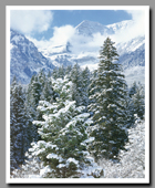 Fresh snow covers green pine trees while clouds attempt to conceal Mount Timpanogos.