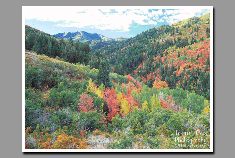 Fall colors light up the hillsides of Toll Canyon in the Wasatch Cache National Forest, Utah.
