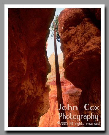 A tree grows in the narrows of Wall Street in Bryce Canyon National Park, Utah.