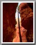 Wall Street Narrows, Bryce Canyon National Park