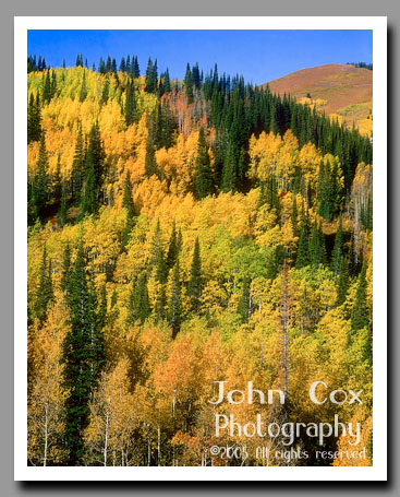 Fall Colors light up the hills of the Wasatch National Forest in Utah.