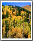 Fall Colors light up the hills of the Wasatch National Forest in Utah.