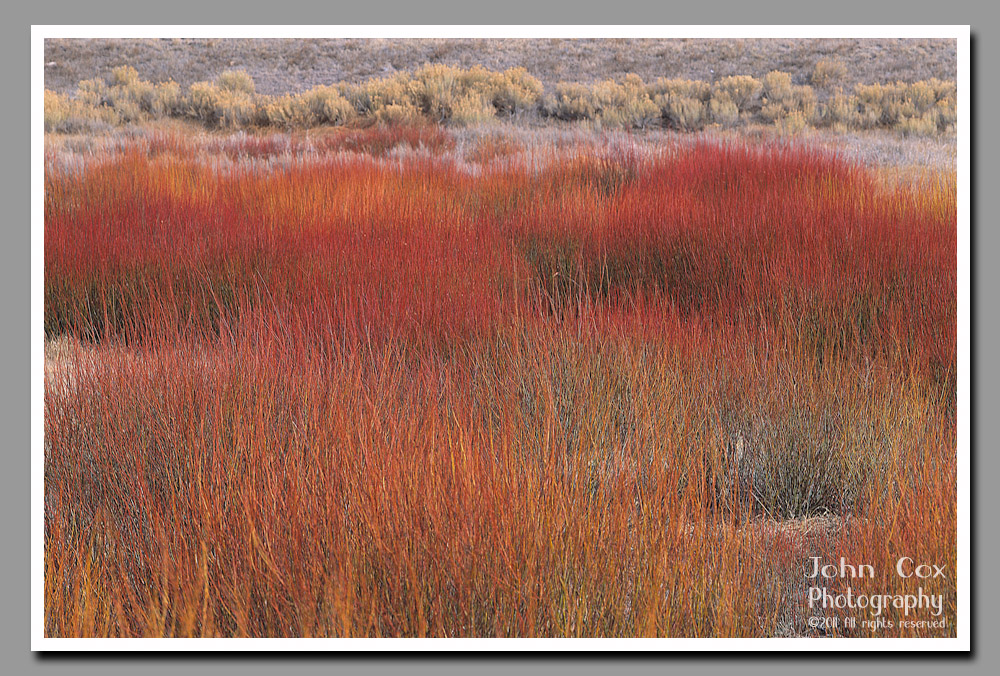Bright red willows from Soldier Summit in Utah's Uintah National Forest.