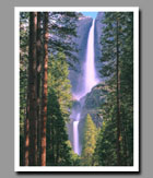 Yosemite Falls viewed through the evergreens of Yosemite National Park, California.