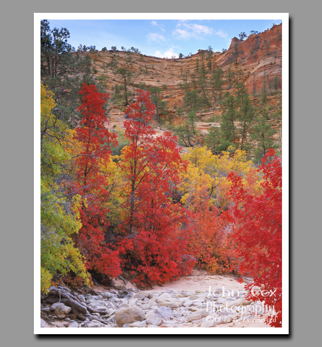 Bright red maples and yellow cottonwoods against a red canyon backdrop in Zion National Park, Utah.