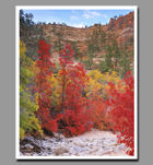 Red maples and yellow cottonwoods in Zion Canyon National Park, Utah.